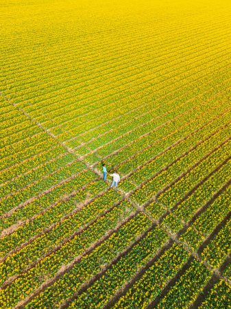 Hommes et femmes dans les champs de fleurs vus d'en haut avec un drone aux Pays-Bas, champs de tulipes aux Pays-Bas au printemps, couple diversifié dans le champ de fleurs de printemps, femmes asiatiques et hommes caucasiens