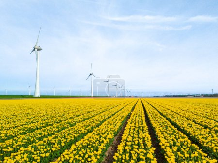 Foto de Parque de molinos de viento con flores de tulipán en Sprin, turbinas de molinos de viento en los Países Bajos Europa. turbinas de molinos de viento en el Noordoostpolder Flevoland - Imagen libre de derechos