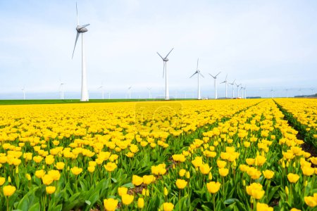 Foto de Parque de molinos de viento con flores de tulipán amarillo en primavera, turbinas de molinos de viento en los Países Bajos Europa. turbinas de molinos de viento en el Noordoostpolder Flevoland - Imagen libre de derechos