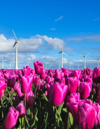 A vibrant field of purple tulips sways gracefully in the wind, with several windmill turbines towering in the background in the Noordoostpolder Netherlands