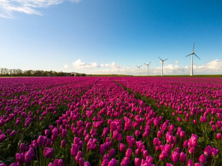 Foto de Un campo vibrante de tulipanes morados balanceándose en la brisa, con turbinas de molino de viento en el fondo contra un cielo azul claro en los Países Bajos Noordoostpolder, transición energética - Imagen libre de derechos