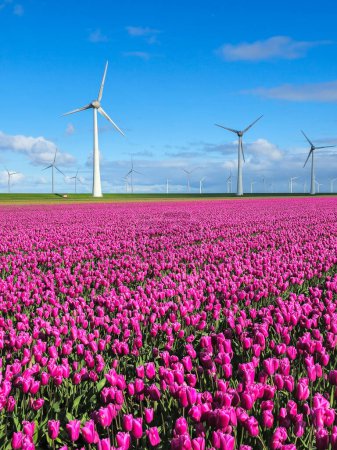Foto de Un campo vibrante de tulipanes púrpura se extiende en la distancia, con molinos de viento majestuosos girando en el fondo bajo un cielo claro de primavera. - Imagen libre de derechos