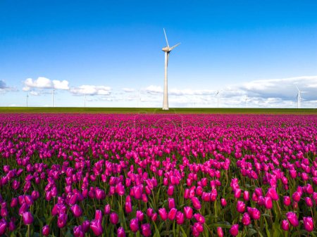 Foto de Un campo vibrante de tulipanes rosados baila en la brisa, enmarcado por la silueta icónica de un molino de viento en el fondo. - Imagen libre de derechos