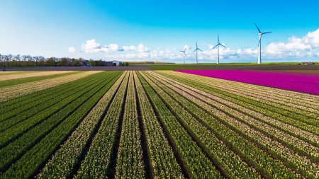 A sprawling field of crops stretches towards the horizon, with majestic wind turbines standing tall in the background under a clear Spring sky. drone aerial view