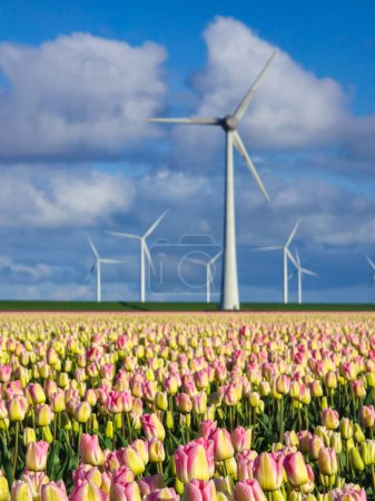 Téléchargez les photos : Un vaste champ de tulipes vibrantes se balançant dans le vent, avec des éoliennes debout en arrière-plan, créant une scène pittoresque aux Pays-Bas au printemps. - en image libre de droit