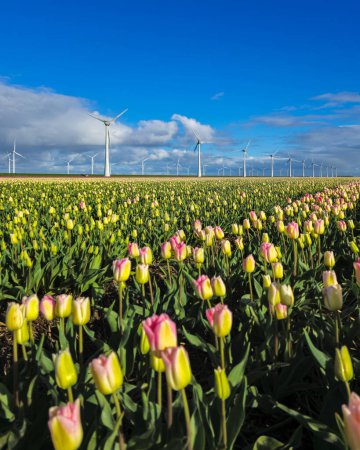 Foto de Un campo de tulipanes en ciernes con molinos de viento imponentes contra un cielo azul claro en los Países Bajos Noordoostpolder - Imagen libre de derechos