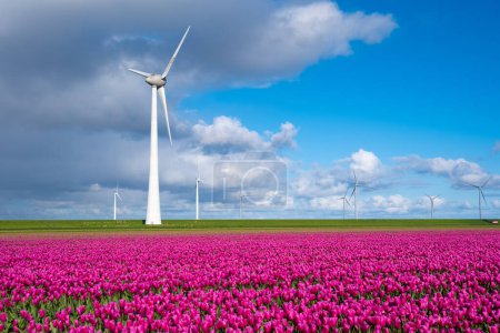 Téléchargez les photos : Un vaste champ de fleurs violettes vives danse dans la brise, avec des moulins à vent imposants tournant gracieusement en arrière-plan au milieu de la campagne néerlandaise au printemps. éoliennes aux Pays-Bas - en image libre de droit