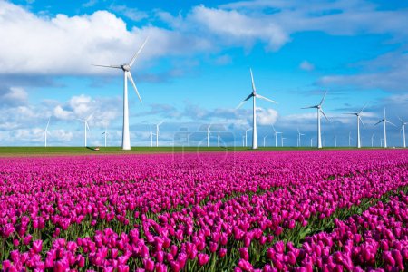 Foto de Un campo de vibrantes tulipanes morados baila en el viento, ambientado sobre un telón de fondo de majestuosas turbinas de molino de viento en los Países Bajos en primavera. - Imagen libre de derechos