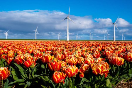 Vibrant tulip blossoms foreground towering wind turbines against a dynamic sky in the Noordoostpolder Netherlands