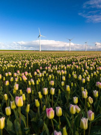 Téléchargez les photos : Champ luxuriant de fleurs colorées se balançant gracieusement dans le vent, avec des moulins à vent emblématiques debout en arrière-plan par une journée de printemps ensoleillée aux Pays-Bas. éoliennes au printemps - en image libre de droit