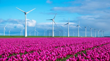Foto de Un campo vibrante de tulipanes baila en el viento, con molinos de viento de pie en el fondo contra un cielo azul claro. turbinas de molino de viento en los Países Bajos Noordoostpolder - Imagen libre de derechos