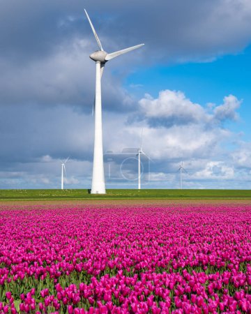 Foto de Un campo de vibrantes tulipanes púrpura se extiende hasta donde el ojo puede ver, con una enorme turbina de molino de viento de pie en el fondo contra un cielo azul claro. en el Noordoostpolder Países Bajos - Imagen libre de derechos