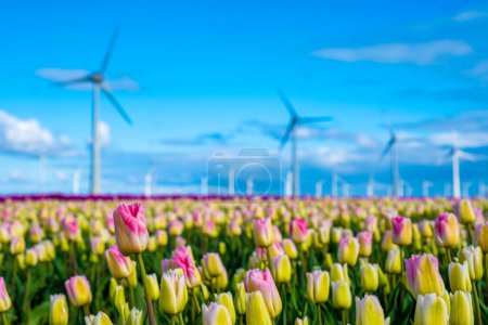 Foto de Los vibrantes tulipanes bailan en un campo mientras los molinos de viento se mantienen altos en el fondo, capturando la esencia de la primavera en los Países Bajos. turbinas de molino de viento energía verde en primavera - Imagen libre de derechos