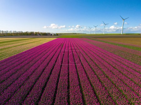 Photo for A vibrant field of flowers dances gracefully in the breeze beneath a backdrop of majestic wind turbines in the Netherlands in Spring, drone aerial view from above - Royalty Free Image