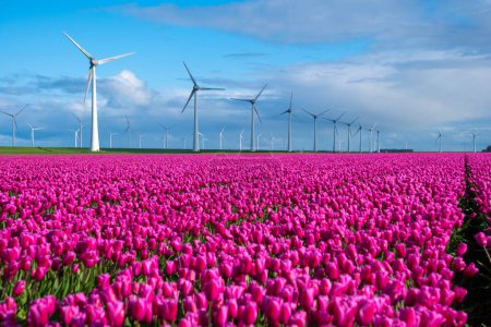 Foto de Un campo vibrante de tulipanes rosados se balancea con gracia en el viento, con turbinas de molino de viento de pie en el fondo, creando una pintoresca escena de la primavera en el Noordoostpolder Países Bajos - Imagen libre de derechos