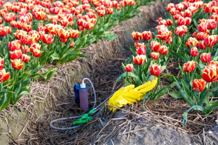 Téléchargez les photos : Un pulvérisateur avec des pesticides et des gants sur le sol avec un champ de tulipes colorées aux Pays-Bas. Agriculteurs pulvérisant contre les maladies des plantes et les parasites et les plantes indésirables, herbicide au glyphosate - en image libre de droit