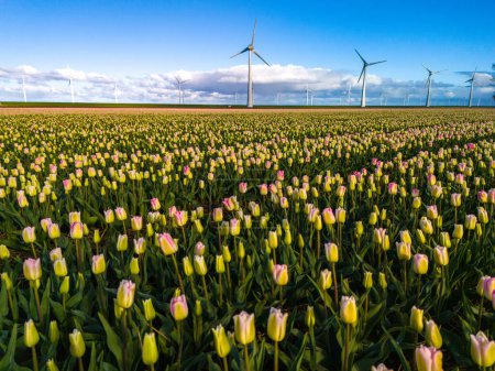 Un vasto campo pintado con una fascinante mezcla de tulipanes amarillos y rosados bajo el vibrante sol de primavera, una impresionante escena de turbinas de molino de viento de belleza natural en los Países Bajos Noordoostpolder