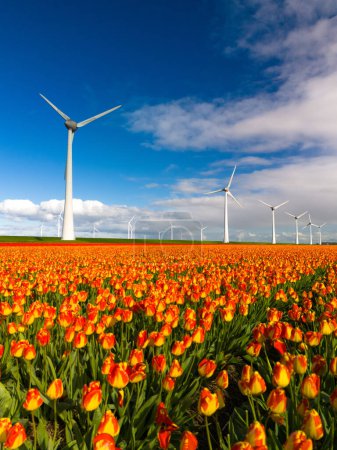 Foto de Parque de molinos de viento con flores de primavera y un cielo azul, parque de molinos de viento en los Países Bajos vista aérea con aerogenerador y campo de flores de tulipán Flevoland Países Bajos - Imagen libre de derechos
