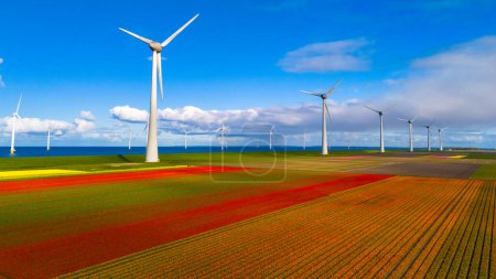 Drohne Luftaufnahme eines Windmühlenparks mit Frühlingsblumen und blauem Himmel, Windmühlenpark in den Niederlanden. Windkraftanlage und Tulpenblumenfeld Flevoland Niederlande, Grüne Energie, Energiewende