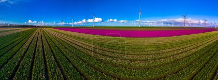 Foto de Parque de molinos de viento con flores de primavera y un cielo azul, parque de molinos de viento en los Países Bajos vista aérea con aerogenerador y campo de flores de tulipán Flevoland Países Bajos, transición energética, panorama - Imagen libre de derechos