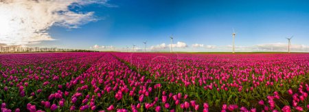 Windmühlenpark mit Frühlingsblumen und blauem Himmel, Windmühlenpark in den Niederlanden Luftaufnahme mit Windkraftanlage und Tulpenblumenfeld Flevoland Niederlande, Grüne Energie, Banner