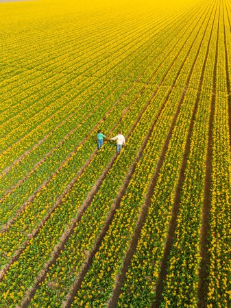 Foto de Hombres y mujeres en campos de flores vistos desde arriba con un dron en los Países Bajos, campos de tulipanes en los Países Bajos durante la primavera, una diversa pareja de una mujer asiática y un hombre caucásico - Imagen libre de derechos