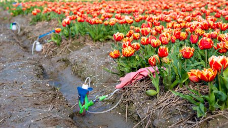 Foto de Pulverizador con pesticidas y guantes en el suelo con un campo de tulipanes en los Países Bajos. Agricultores rociando contra enfermedades de plantas y plagas y plantas no deseadas en el campo, herbicida de glifosato - Imagen libre de derechos