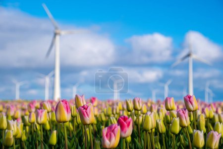 Foto de Un campo vibrante de tulipanes se balanceó en el viento, con turbinas de molino de viento de pie en el fondo. - Imagen libre de derechos
