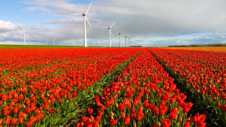 Foto de Un campo vibrante de tulipanes rojos se balancea con gracia en la brisa, con icónicos molinos de viento girando en el fondo contra un cielo azul claro en el Noordoostpolder Países Bajos - Imagen libre de derechos