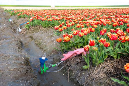 Foto de Pulverizador con pesticidas y guantes en el suelo con un colorido campo de tulipanes en los Países Bajos. Herbicida de glifosato - Imagen libre de derechos
