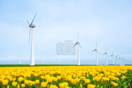 windmill park with tulip flowers in Spring, windmill turbines in the Netherlands Europe. windmill turbines in the Noordoostpolder Flevoland, energy transition