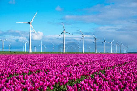 A vibrant field teeming with purple tulips sways gracefully in the wind, with iconic Dutch windmills standing in the background.