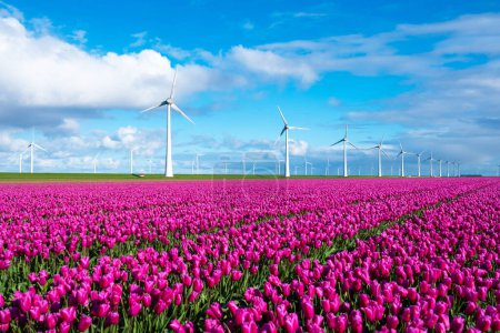 Eine malerische Szene aus leuchtenden lila Tulpen, die sich im Wind wiegen, mit hoch aufragenden Windmühlen in der friedlichen niederländischen Landschaft.