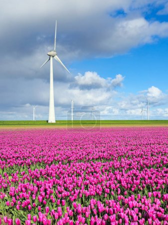 Una pintoresca escena de un campo de coloridas flores balanceándose en el viento, con un molino de viento en el fondo contra un brillante cielo de primavera en los Países Bajos Noordoostpolder, energía verde
