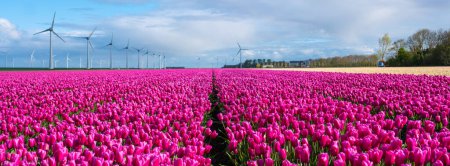 Eine malerische Szene mit einem lebendigen Feld aus rosa Tulpen, die im Wind tanzen, mit majestätischen Windmühlen im Hintergrund im Noordoostpolder Niederlande