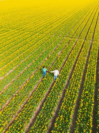 Männer und Frauen auf Blumenfeldern von oben gesehen mit einer Drohne in den Niederlanden, Tulpenfelder in den Niederlanden im Frühling, ein junges, vielseitiges Paar auf einem Frühlingsblumenfeld
