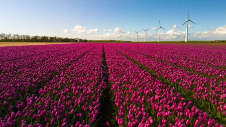 Téléchargez les photos : Un champ vibrant de fleurs de tulipes colorées danse gracieusement dans le vent, avec de majestueux moulins à vent debout en arrière-plan sous un ciel bleu clair. dans le Noordoostpolder Pays-Bas - en image libre de droit