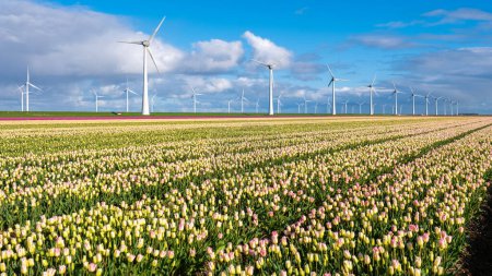 Foto de Un vibrante campo de tulipanes con elegantes turbinas eólicas girando a lo lejos, capturando la esencia de la energía renovable y la naturaleza colorida. turbinas de molino de viento en los Países Bajos Noordoostpolder - Imagen libre de derechos