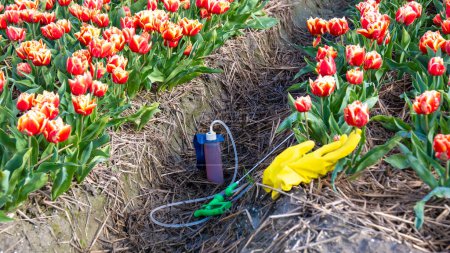 Téléchargez les photos : Pulvérisateur avec des pesticides et des gants jaunes sur le sol avec un champ de tulipes colorées aux Pays-Bas. Agriculteurs pulvérisant contre les maladies des plantes et les parasites et les plantes indésirables, herbicide au glyphosate - en image libre de droit