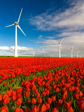Un vibrante campo de tulipanes rojos baila en la brisa primaveral, con vistas a los tradicionales molinos de viento holandeses en el fondo.