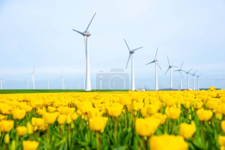 Foto de Parque de molinos de viento con flores de tulipán en primavera, turbinas de molinos de viento en los Países Bajos - Imagen libre de derechos