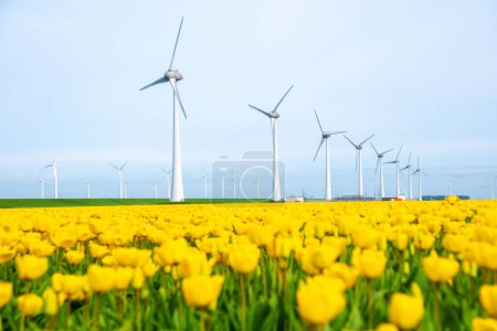 Foto de Parque de molinos de viento con flores de tulipán en primavera, turbinas de molinos de viento en los Países Bajos en primavera - Imagen libre de derechos