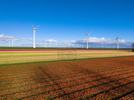 Lush tulip flowers sway gracefully in the wind as towering turbines spin in the background, capturing the essence of sustainable energy and agriculture. green energy in the Noordoostpolder Netherlands