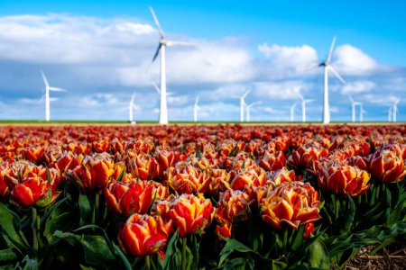 Foto de Un campo vibrante de tulipanes rojos y amarillos se balanceaba suavemente en el viento, con turbinas de molinos de viento que se elevaban en el fondo contra un cielo azul claro. en el Noordoostpolder Países Bajos - Imagen libre de derechos