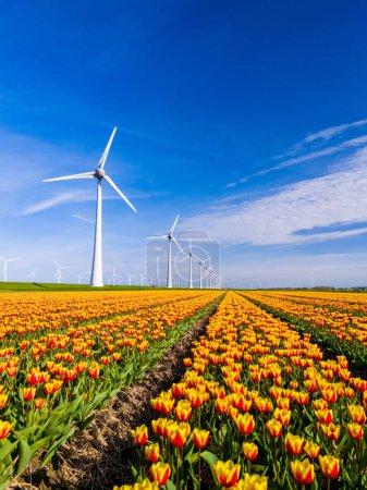 Photo for A vibrant field of yellow and red tulips dances gracefully under the watchful gaze of majestic windmills in the Netherlands Flevoland region during the enchanting Spring season. Earth day - Royalty Free Image