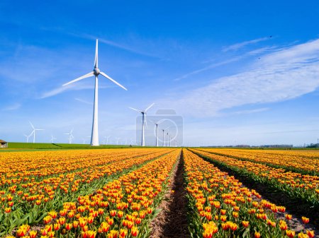 Foto de Un vibrante campo de tulipanes se extiende hacia el horizonte, con majestuosos molinos de viento girando a lo lejos, pintando una pintoresca escena de belleza natural en Flevoland, Holanda. - Imagen libre de derechos