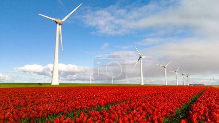 Un campo vibrante de tulipanes rojos baila en el viento, con turbinas de molino de viento que generan electricidad de energía verde neutra en carbono en los Países Bajos Noordoostpolder