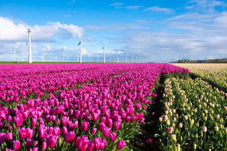 Téléchargez les photos : Un champ vibrant de tulipes pourpres oscille gracieusement dans le vent aux côtés des moulins à vent pendant la saison printanière aux Pays-Bas. éoliennes au printemps - en image libre de droit