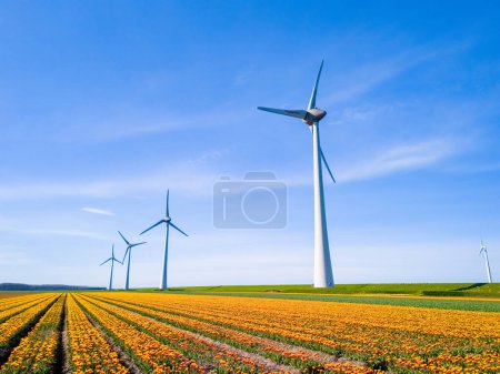 Foto de Parque de molinos de viento en un campo de flores de tulipán, vista aérea de aviones no tripulados de turbinas de molinos de viento que generan energía verde eléctricamente, molinos de viento en los Países Bajos. - Imagen libre de derechos