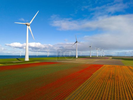 Windmühlenpark mit Frühlingsblumen und blauem Himmel in den Niederlanden, Luftaufnahme mit Windkraftanlage und Tulpenblumenfeld Flevoland Niederlande, Grüne Energie, Energiewende